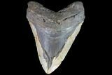 Bargain, Fossil Megalodon Tooth - + Foot Shark #86505-1